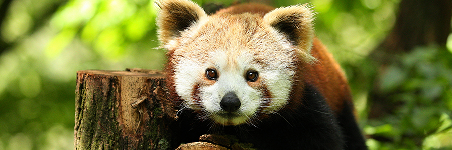 Padmaja Naidu Himalayan Zoological Park 